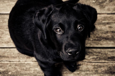 natural transplants hair restoration clinic and care after hair transplant surgery near alexandria