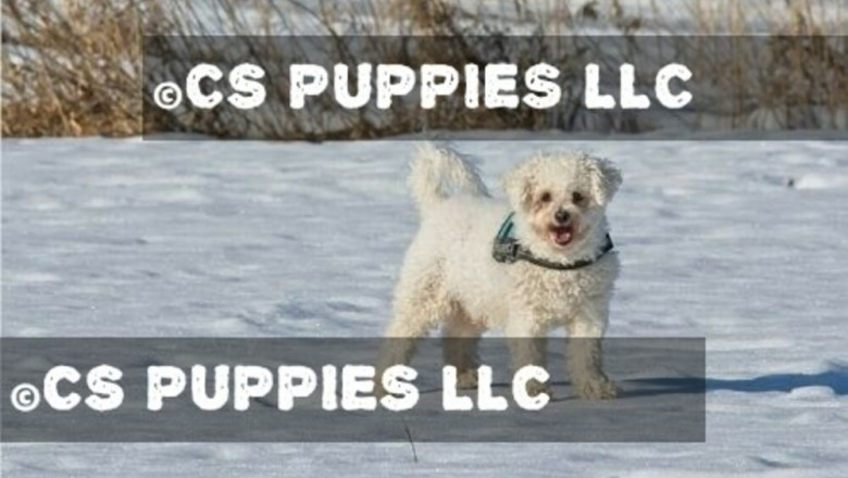 What You Need to Find Out About Maltese Young Puppies