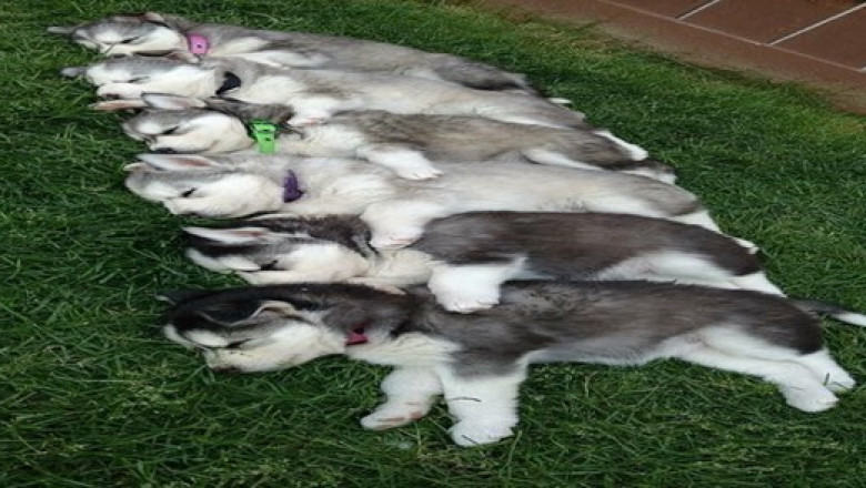 10 Best Dog Breeds for First-Time Dog Owners