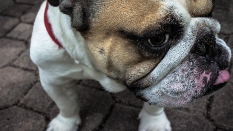 onpassive gofounders can be an independent small business