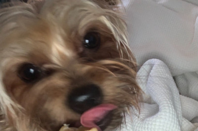 Buy The Best Himalayan Yak Milk Chews For Dogs For Your Pet