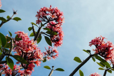 designs different your greenhouse dreams be realized