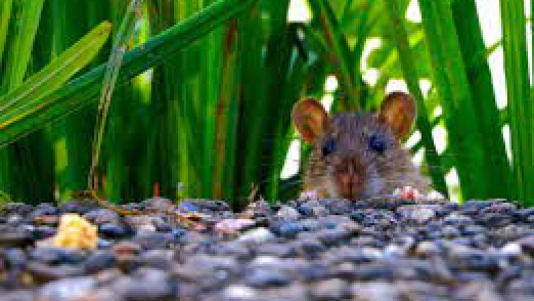 Rodenticides Market Size, Share, Regional Overview and Global Forecast to 2028