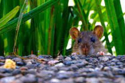 Rodenticides Market Size, Share, Regional Overview and Global Forecast to 2028