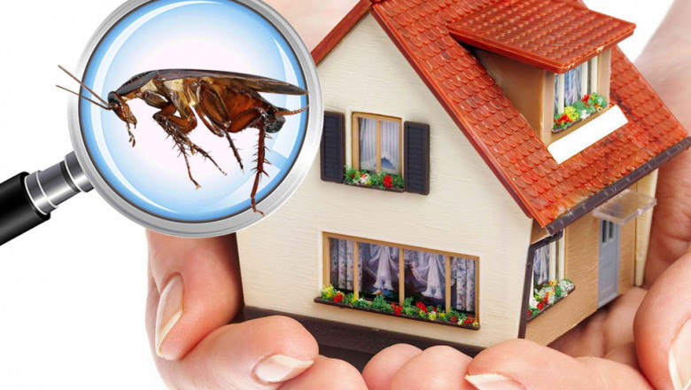 Why Is Pest Control So Crucial For You?