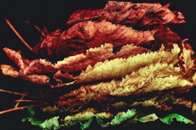 7 and a half very simple things you can do to save magic mushrooms uk