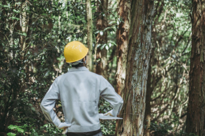 Career in Forestry and Wildlife - Institute for Career Studies