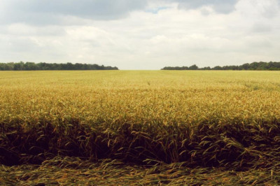 is this magic mushrooms uk thing really that hard