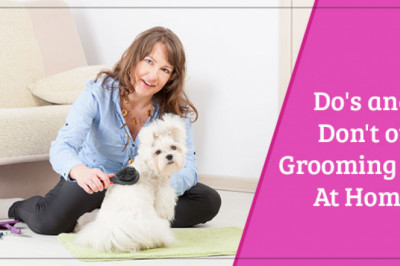List Of Do's And Don't Of DIY Dog Grooming - anotherhome.in