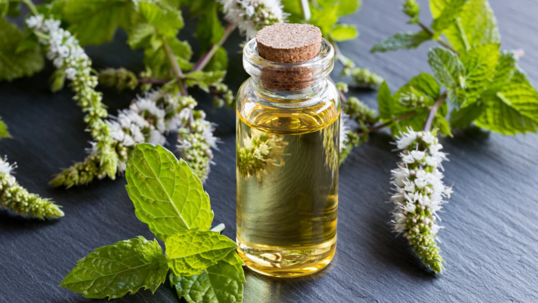 Must-Have Essential Oils For Aromatherapy
