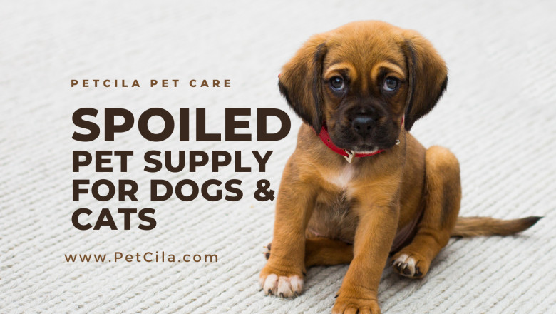 Treats or Toys, Your Pets Deserve the Best — Only From Petcila