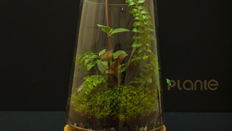 PLNTE TERRARIUM FANCY PLCT1998 Plants in Dubai
