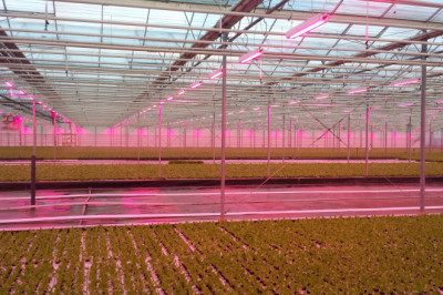 The Purpose Of LED Lighting Horticulture