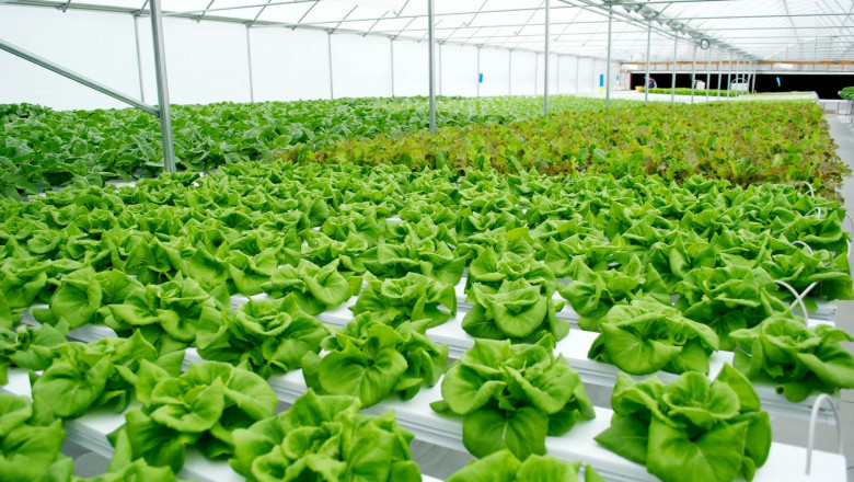 Using Hydroponics, The Roots Of The Plants Are Replaced With A Mineral Solution Rather Than Earth
