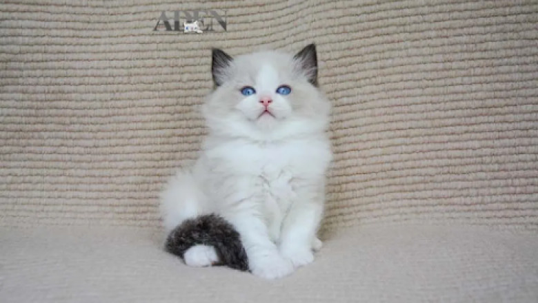 Ragdoll Breeders in Ontario