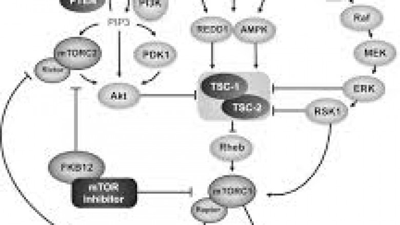 Report on Tyrosine Kinase JAK Inhibitors Market Research 2028 - Value Market Research