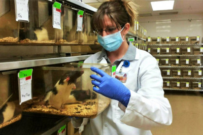 How Dangerous is Animal Disinfectant?