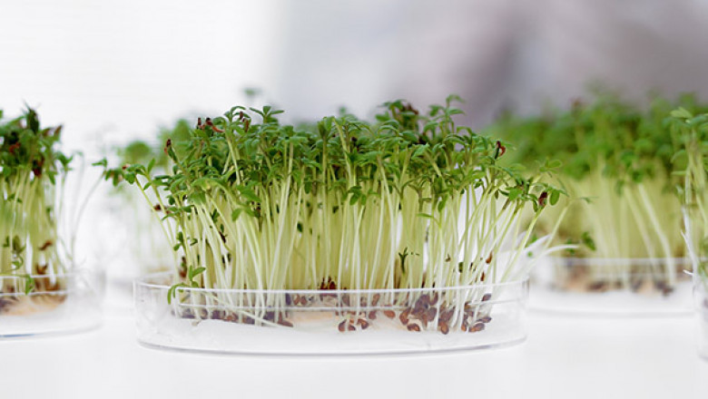 Seed Testing Services Market 2022 Major Key Players and Industry Analysis Till 2028