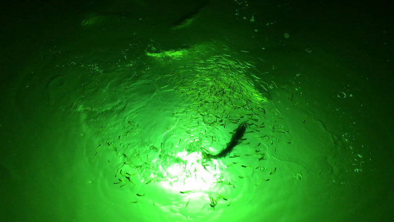 Fishing at night requires the use of underwater fishing lights.