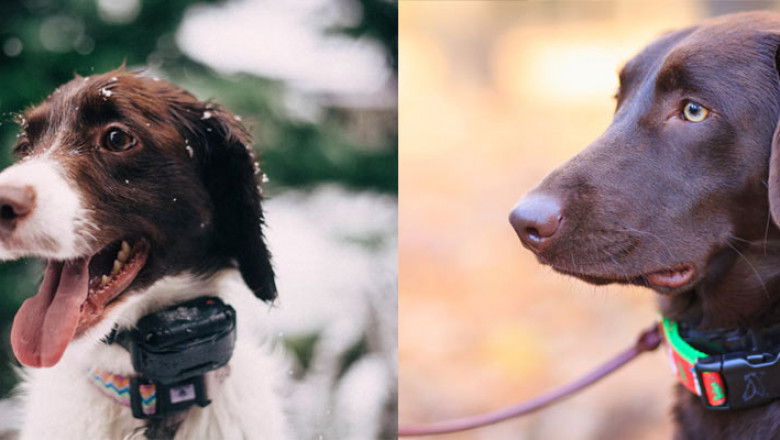 Top 7 Best GPS Dog Collars And Pet Activity Trackers