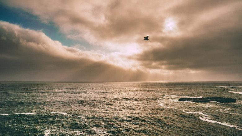 using a purifier to alleviate allergy symptoms