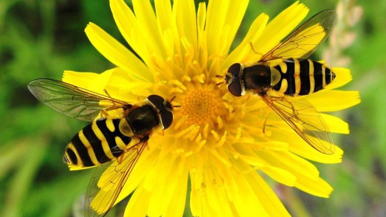 Beneficial Insects Market Report 2022-2028 | Industry Analysis By Top Key Players