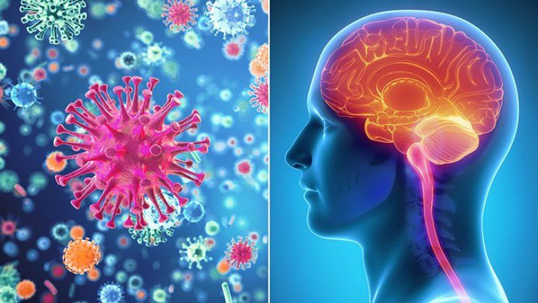 Meningitis Diagnosis and Treatment Market Outlook, Growth Rate by Manufacturers