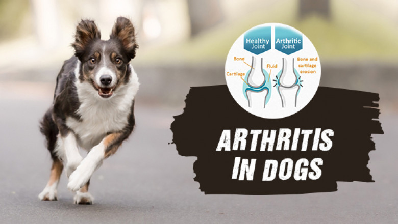 Arthritis In Dogs – Signs, Symptoms, and Treatment