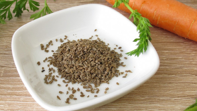 Carrot Seed Market 2022 Trends, Share & Forecast Report to 2028