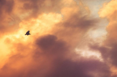 give puppy a luxurious life by having boarding kennels