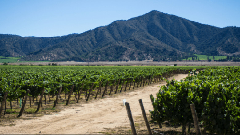 The Algerian Wine Industry & Conquistador’s Impact on Wine in South America