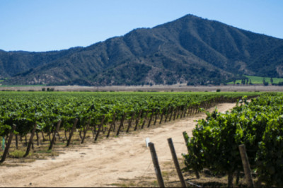 The Algerian Wine Industry & Conquistador’s Impact on Wine in South America