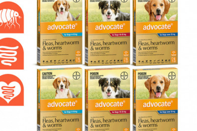 ADVOCATE Flea Heartworm and Worm Control for Dogs 12 Pipettes