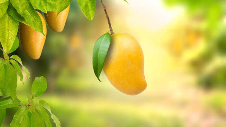 Mango: Health Benefits And Effects On Diabetes