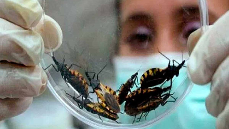 The Chagas Disease Treatment is Essential for the Health of People in Affected Areas