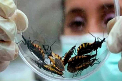 The Chagas Disease Treatment is Essential for the Health of People in Affected Areas