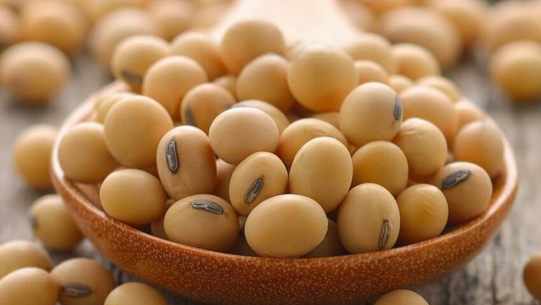The Soy Protein Is Extracted From Soybeans, And It Is Available As Isolates, Concentrates, And Flours