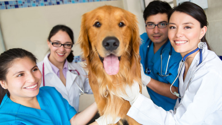 Trends, Share, Size, Growth, Opportunity, and Forecast for the Veterinary Services Market 2022-2028