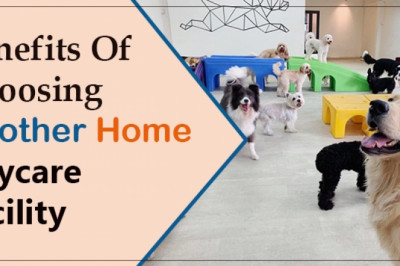 Why Choose Another Home For Dog Daycare Facility?