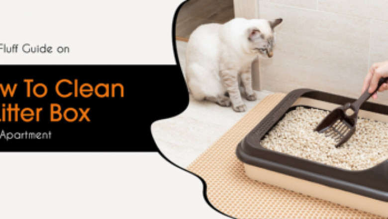 A No-Fluff Guide on How To Clean a Litter Box in an Apartment