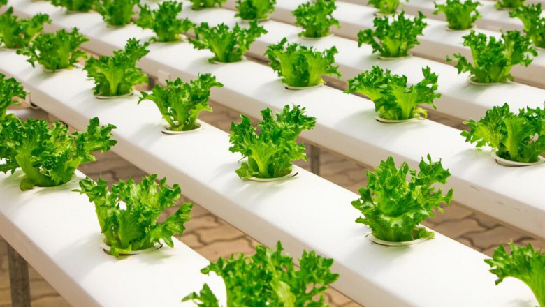 In Hydroponics, Plants Are Grown Without Soil By Employing Mineral Fertiliser Solutions In Sand