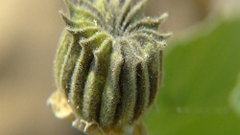 Organic Nag Bala Herb Supplier (Sida Veronicaefolia Herb)