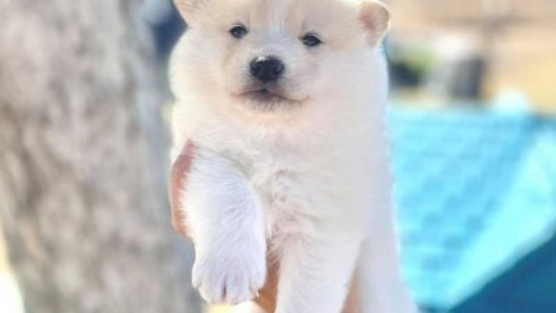 Purchasing Pomsky Pomeranian puppies online