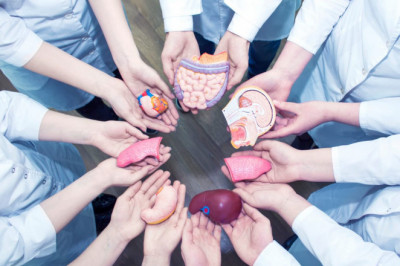 When Your Doctor Tells You That You Require an Organ Transplant, He or She Will Usually Refer You to One