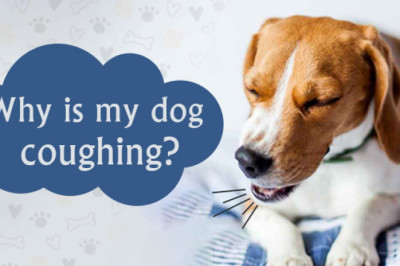 Why Is My Dog Coughing?