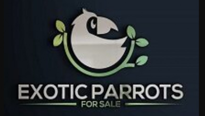 Selecting the best Pet bird for You