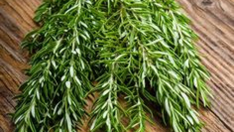 What are ursolic acid and rosemary extract?