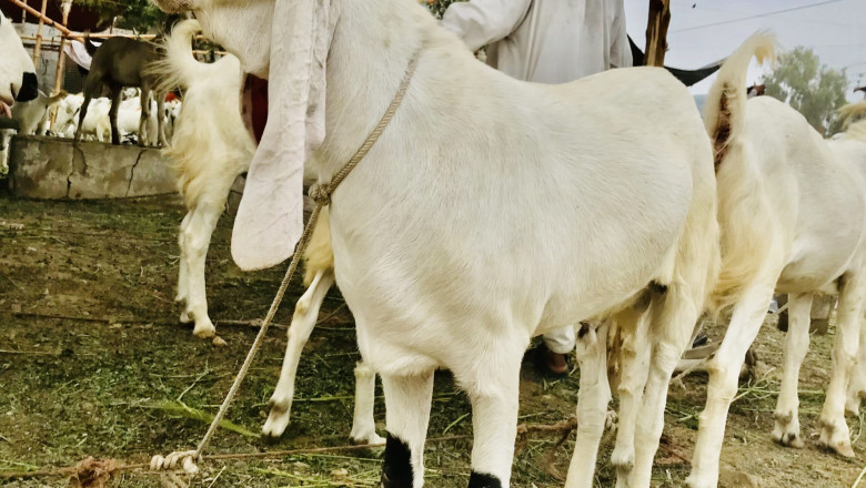 Bakra for Sale in Karachi 2022 | Bakra Mandi | Qurbani Bakra