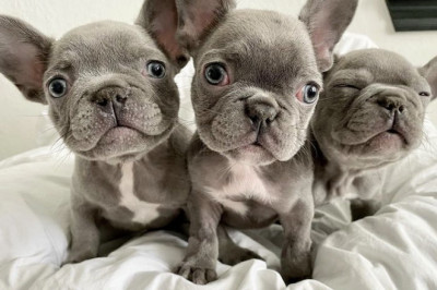 french bulldog puppies for sale near me