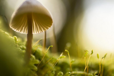 mshhd lqnwt ltlfzywny